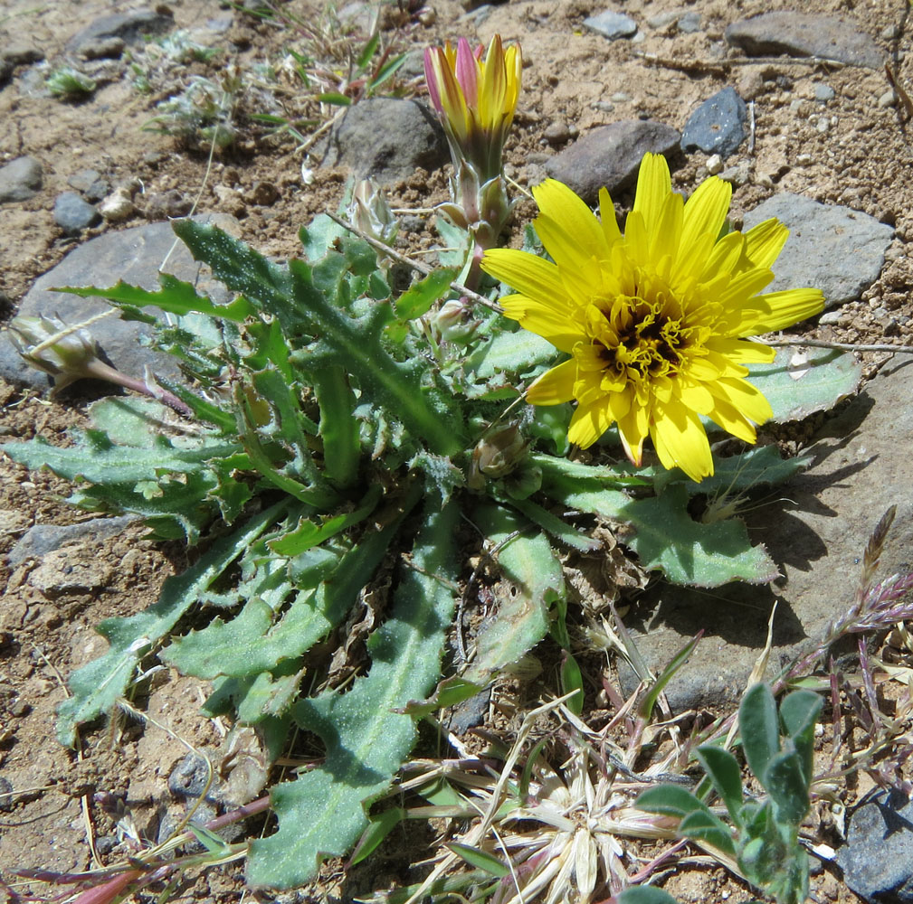 Image of Reichardia tingitana specimen.