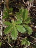 Potentilla patula. Листья. Украина, г. Запорожье, балка Партизанская. 18.04.2014.