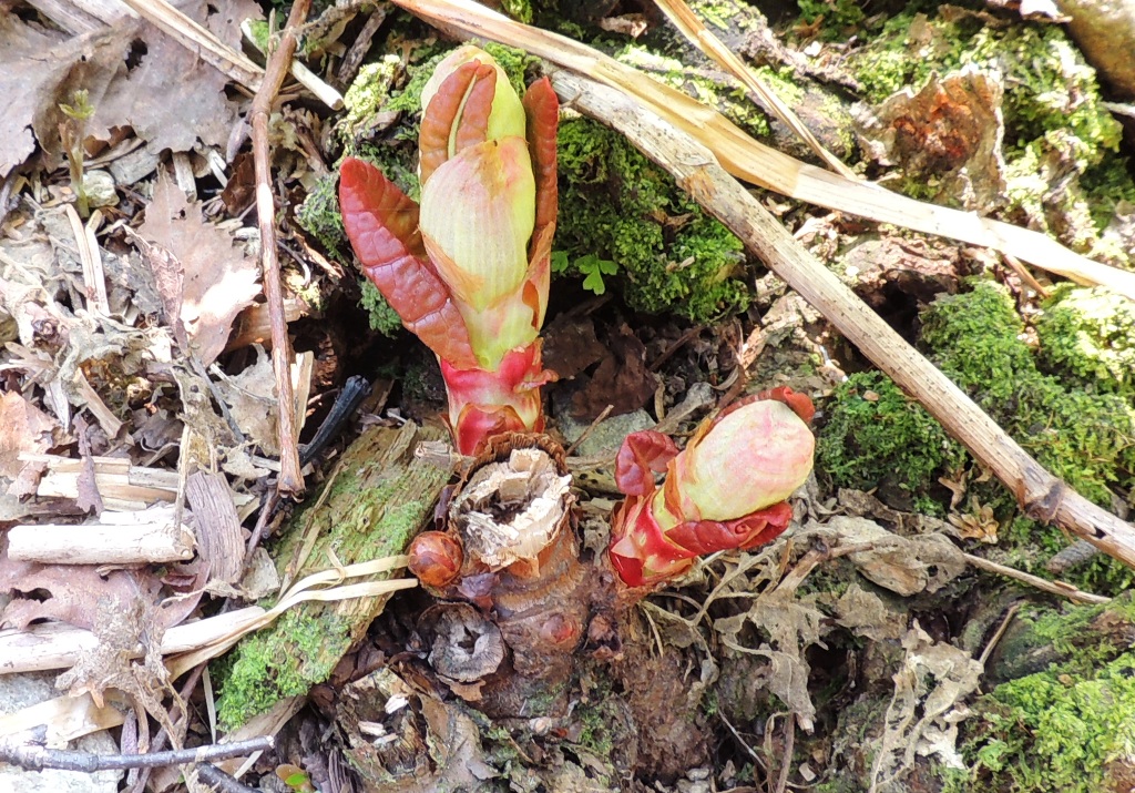 Изображение особи Reynoutria sachalinensis.