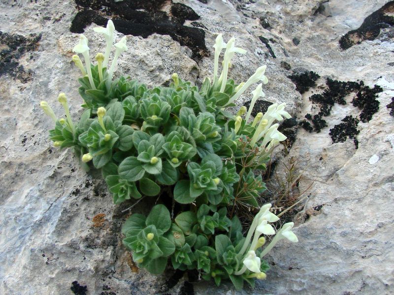 Изображение особи Scutellaria immaculata.