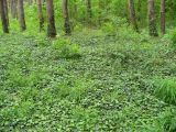 Hedera helix. Поляна, заросшая плющом. Ставропольский край, г. Кисловодск, около дороги на Малое Седло, сосняк, на высоте около 995 м н.у.м. (43°53′54,03″ с.ш., 42°44′45,58″ в.д.). 04.06.2014.