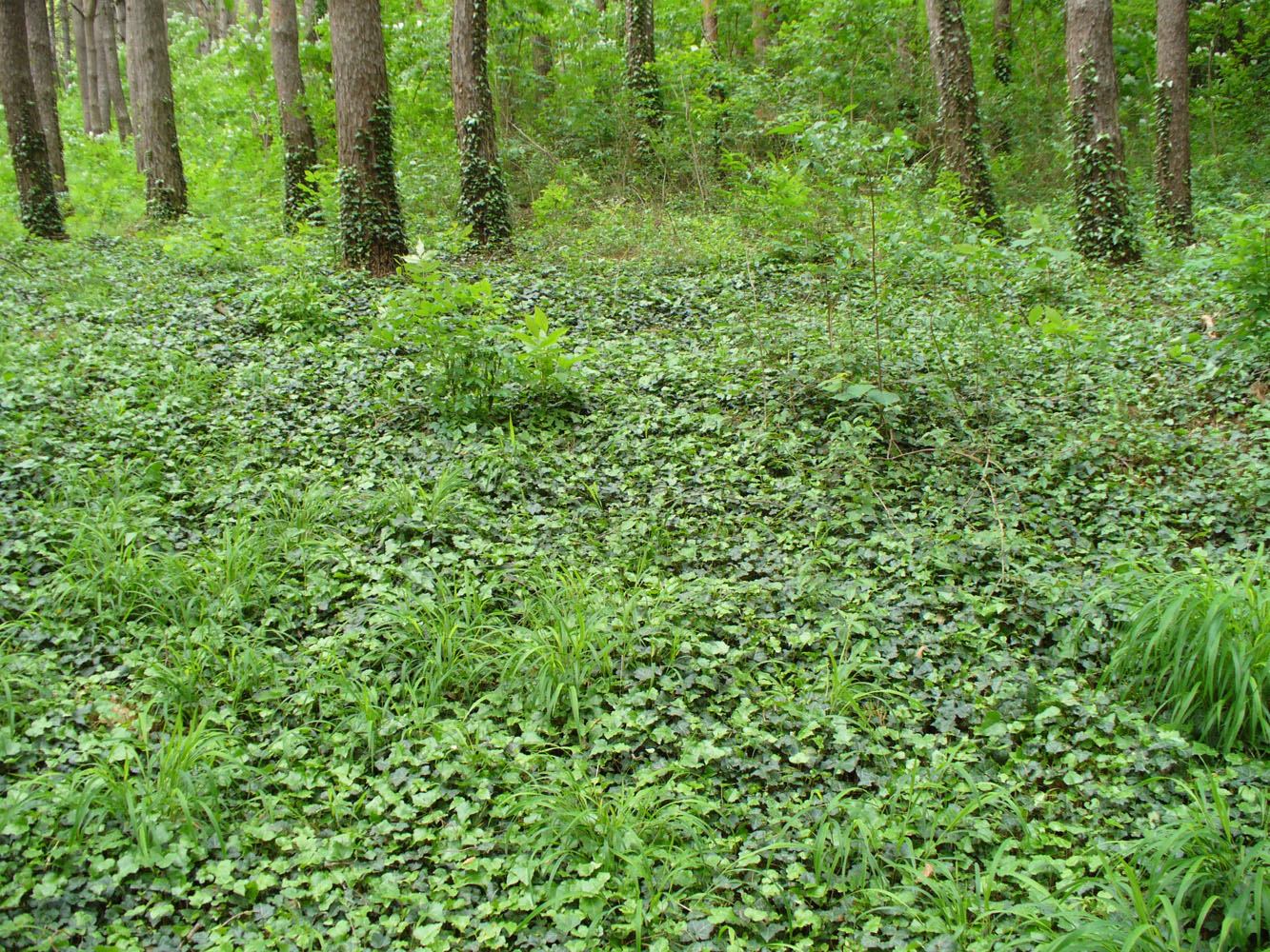 Изображение особи Hedera helix.