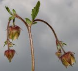Geum rivale. Соцветие с цветками и бутонами. Германия, г. Дюссельдорф, Ботанический сад университета. 02.06.2014.