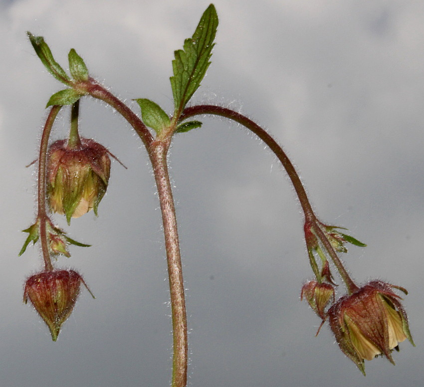 Image of Geum rivale specimen.