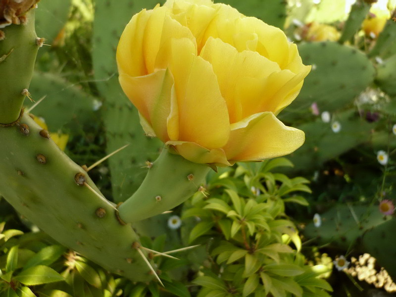 Image of Opuntia humifusa specimen.