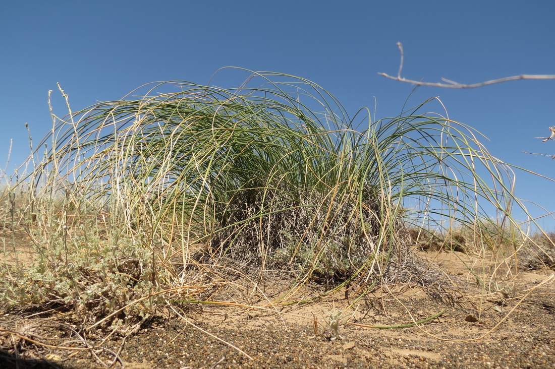 Image of Iris tenuifolia specimen.