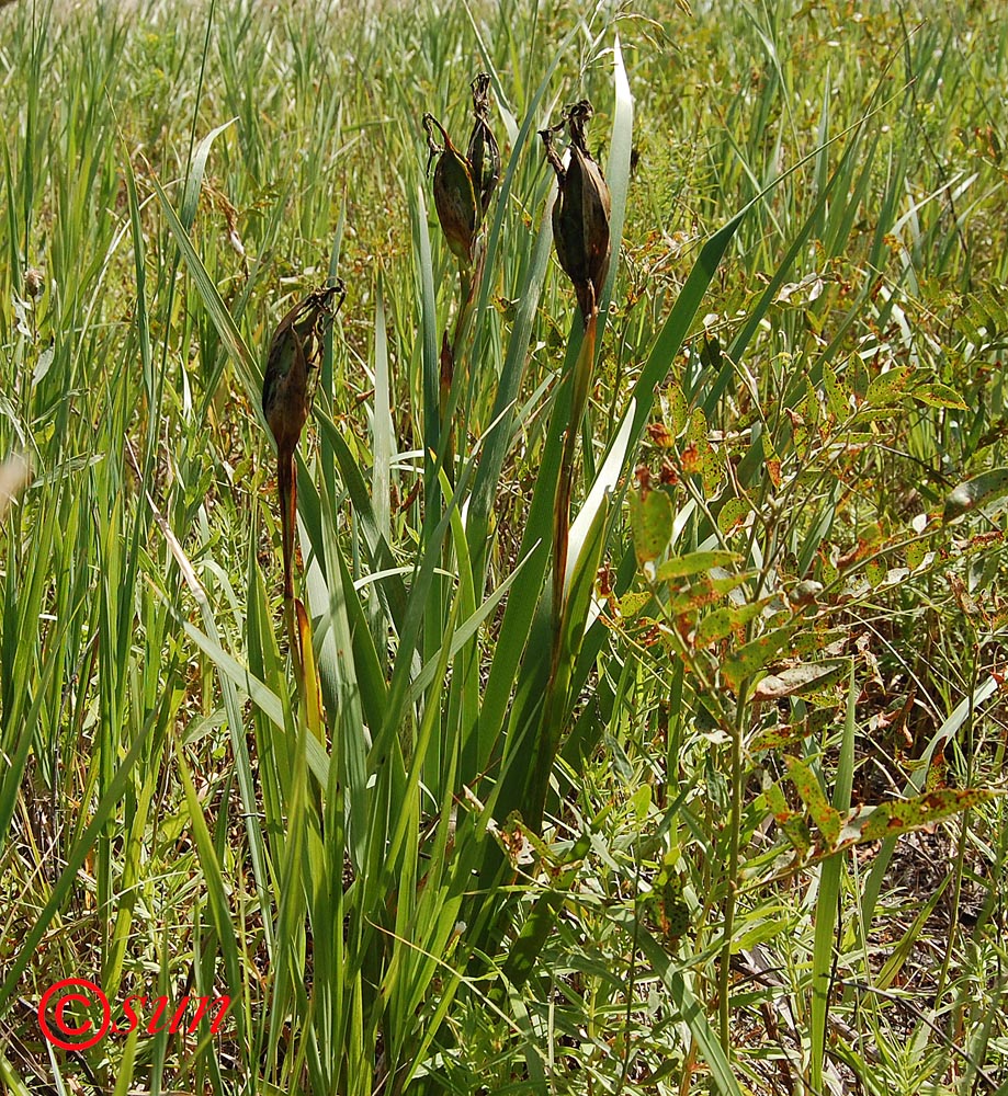 Image of Iris halophila specimen.
