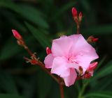 Nerium oleander