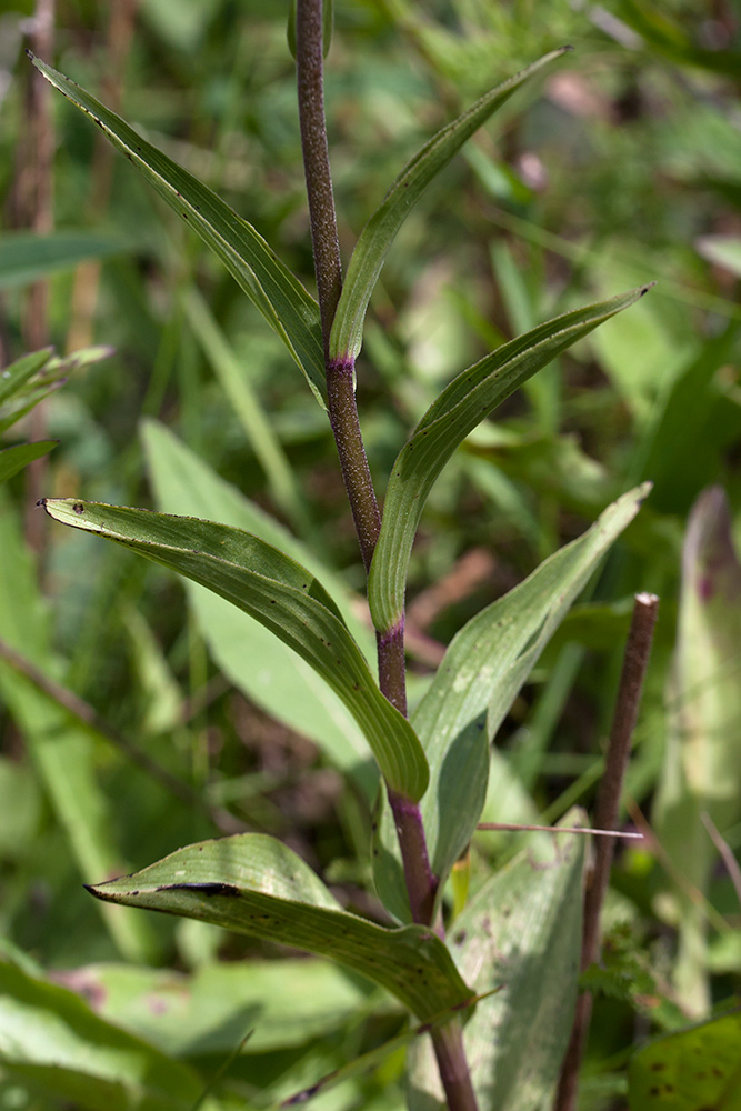 Изображение особи Epipactis atrorubens.