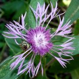 Centaurea salicifolia