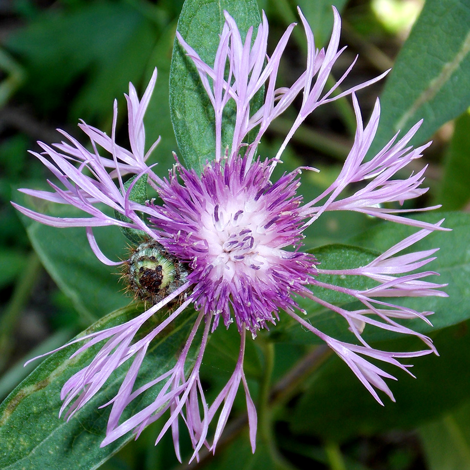 Image of Centaurea salicifolia specimen.