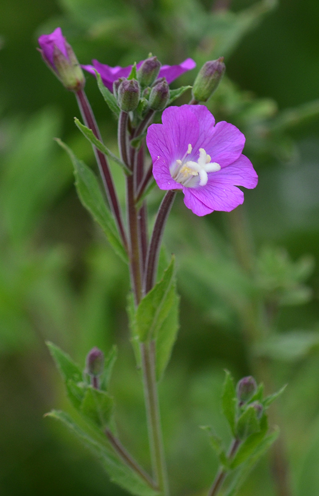 Изображение особи Epilobium hirsutum.