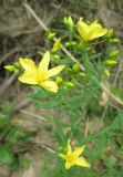 Hypericum elegans. Верхушка цветущего растения. Кемеровская обл., Кемеровский р-н, окр. с. Смолино, луговая степь. 17.07.2009.