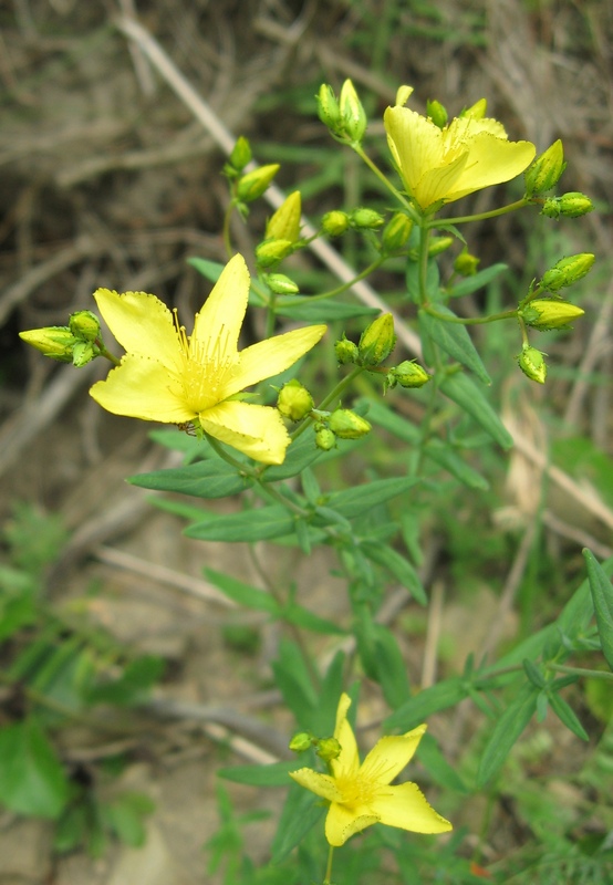 Image of Hypericum elegans specimen.
