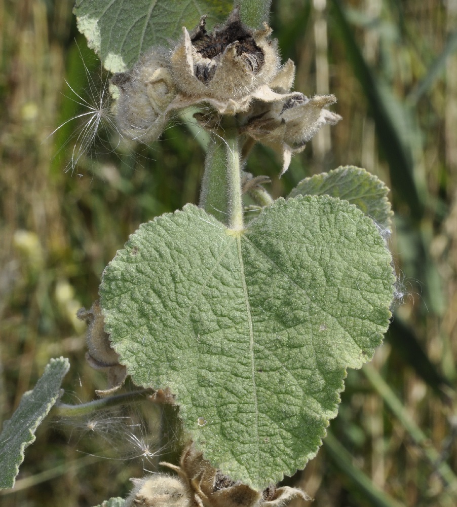 Изображение особи Alcea pallida.