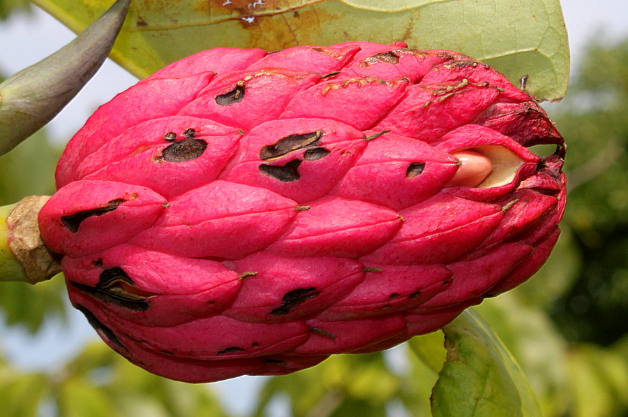 Image of Magnolia tripetala specimen.