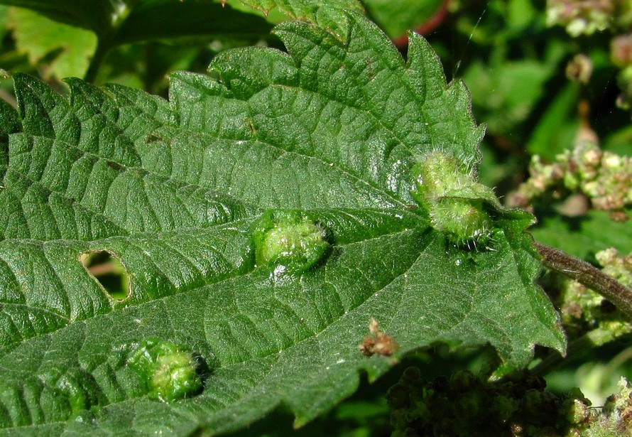 Изображение особи Urtica dioica.