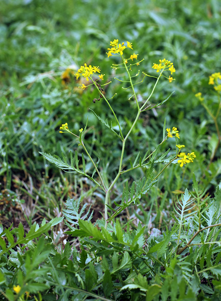 Изображение особи Rorippa sylvestris.