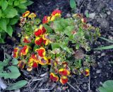 Calceolaria × herbeohybrida. Цветущее растение. Соловецкие острова, остров Большой Соловецкий, ботанический сад Соловецкого музея-заповедника. 07.07.2014.