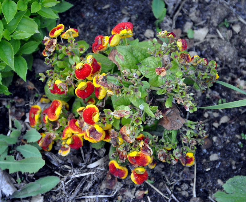 Image of Calceolaria × herbeohybrida specimen.