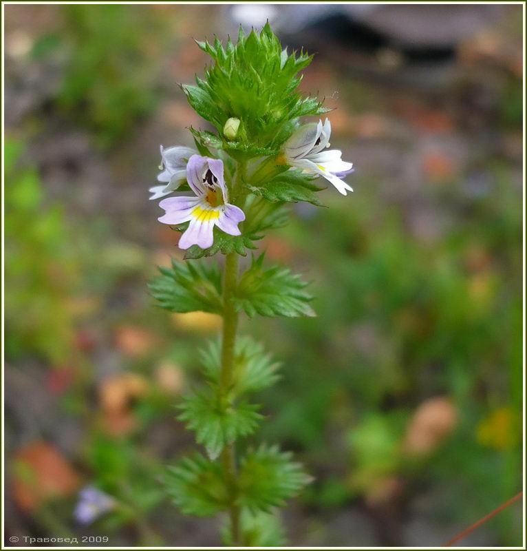 Изображение особи род Euphrasia.