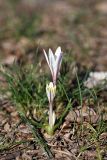 Colchicum kesselringii. Цветущие растения. Южный Казахстан, левобережье Сыр-Дарьи выше Сюткента. 28.03.2014.