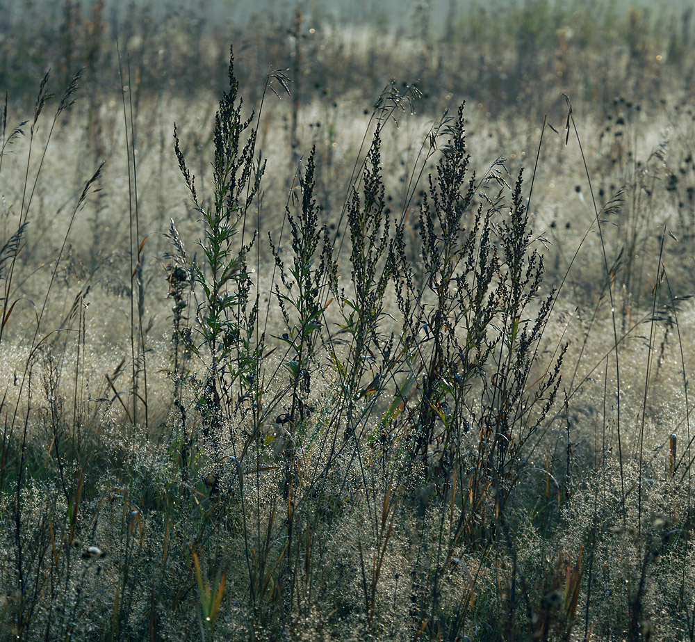 Изображение особи Artemisia vulgaris.