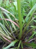 Taraxacum officinale. Нижняя часть аномального цветоноса (с нижним стеблевым листом). Томская обл., окр. г. Томск. 25.07.2009.