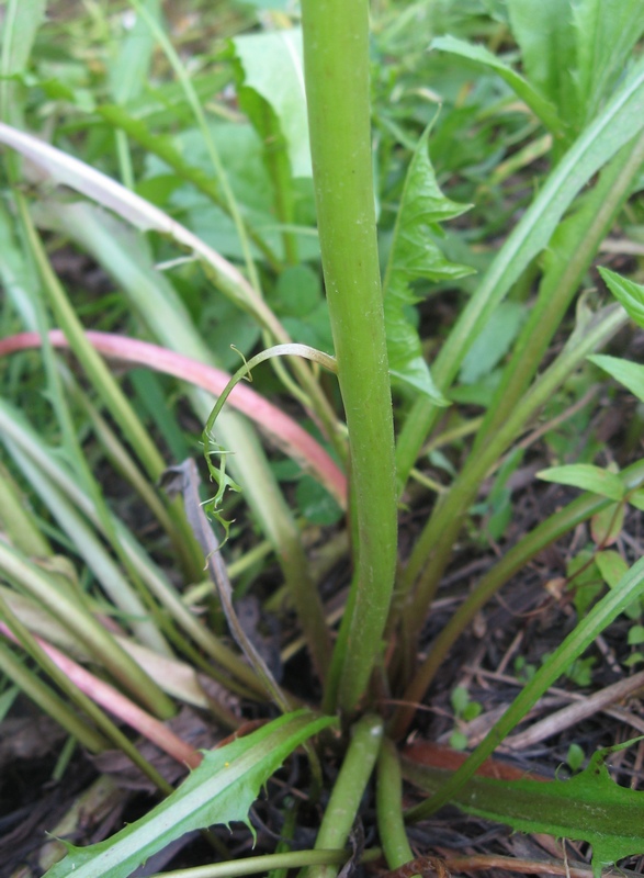 Изображение особи Taraxacum officinale.