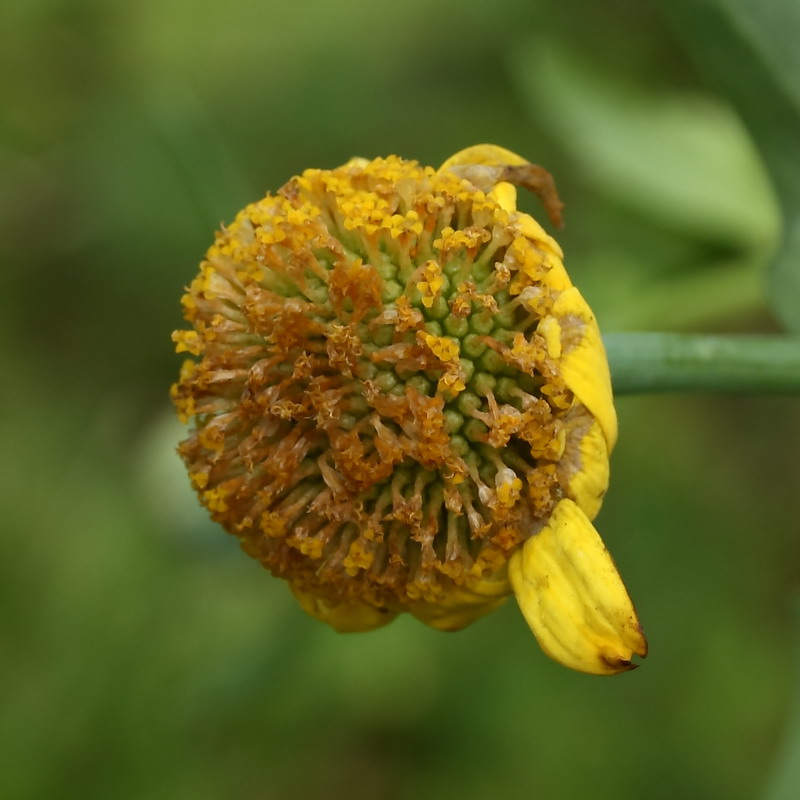 Изображение особи Glebionis coronaria.