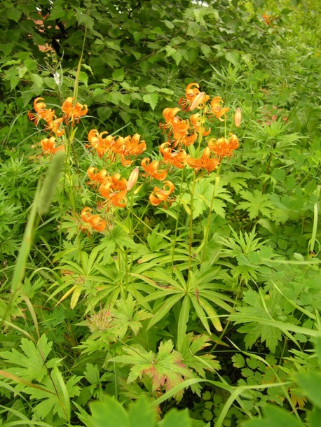 Image of Lilium debile specimen.