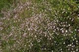 Gypsophila patrinii