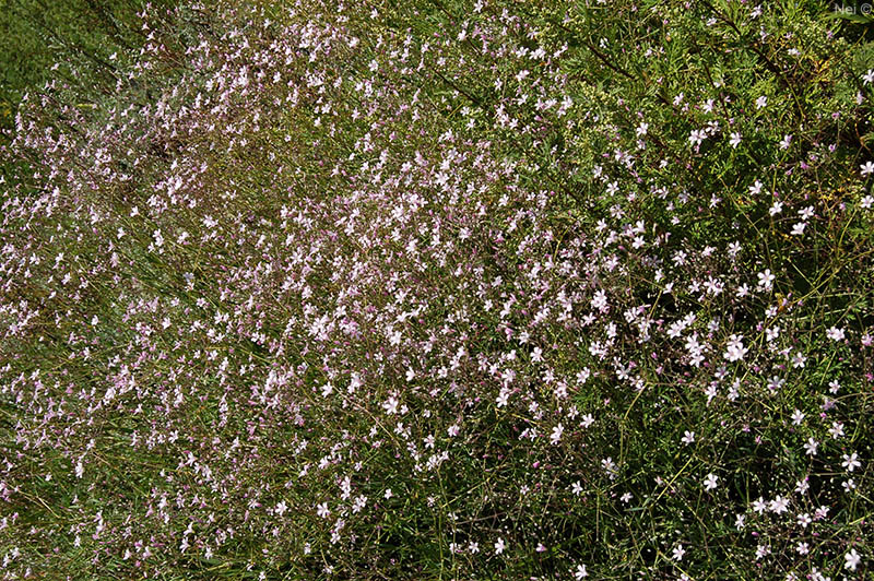 Image of Gypsophila patrinii specimen.