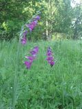 Gladiolus tenuis