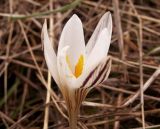 Crocus reticulatus. Цветок. Балка, степь, Днепропетровская обл., начало апреля.