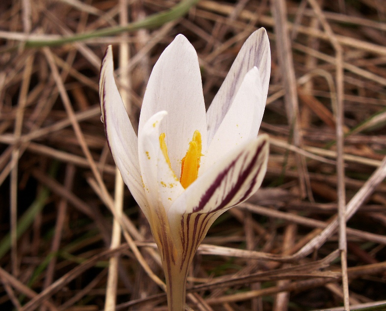 Image of Crocus reticulatus specimen.