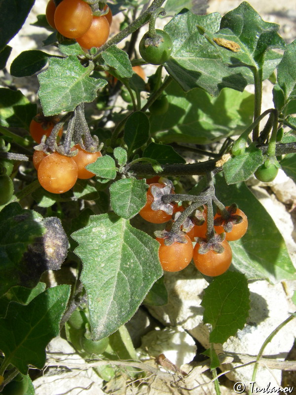 Image of Solanum zelenetzkii specimen.