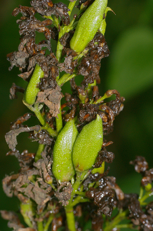 Image of Syringa vulgaris specimen.
