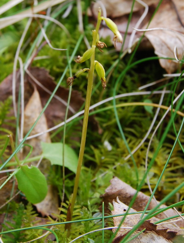 Изображение особи Corallorhiza trifida.