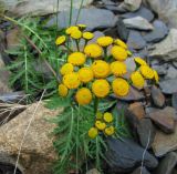 Tanacetum boreale