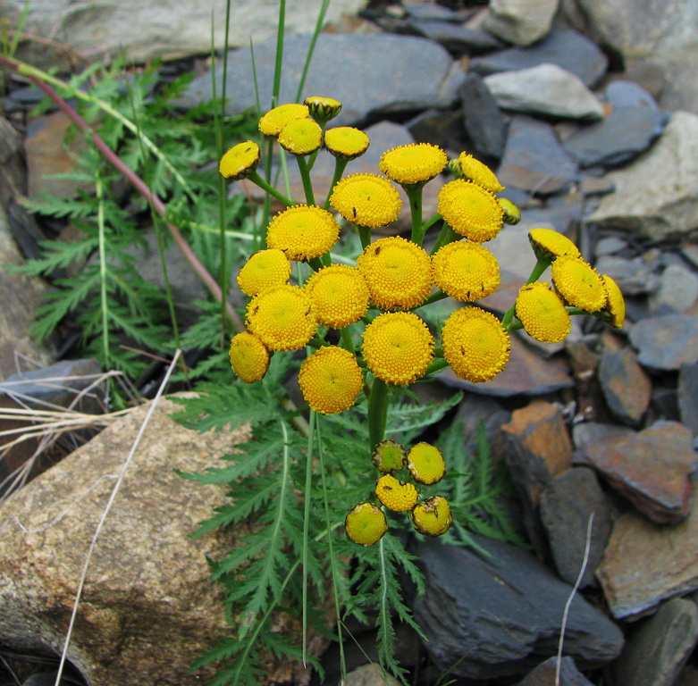 Image of Tanacetum boreale specimen.