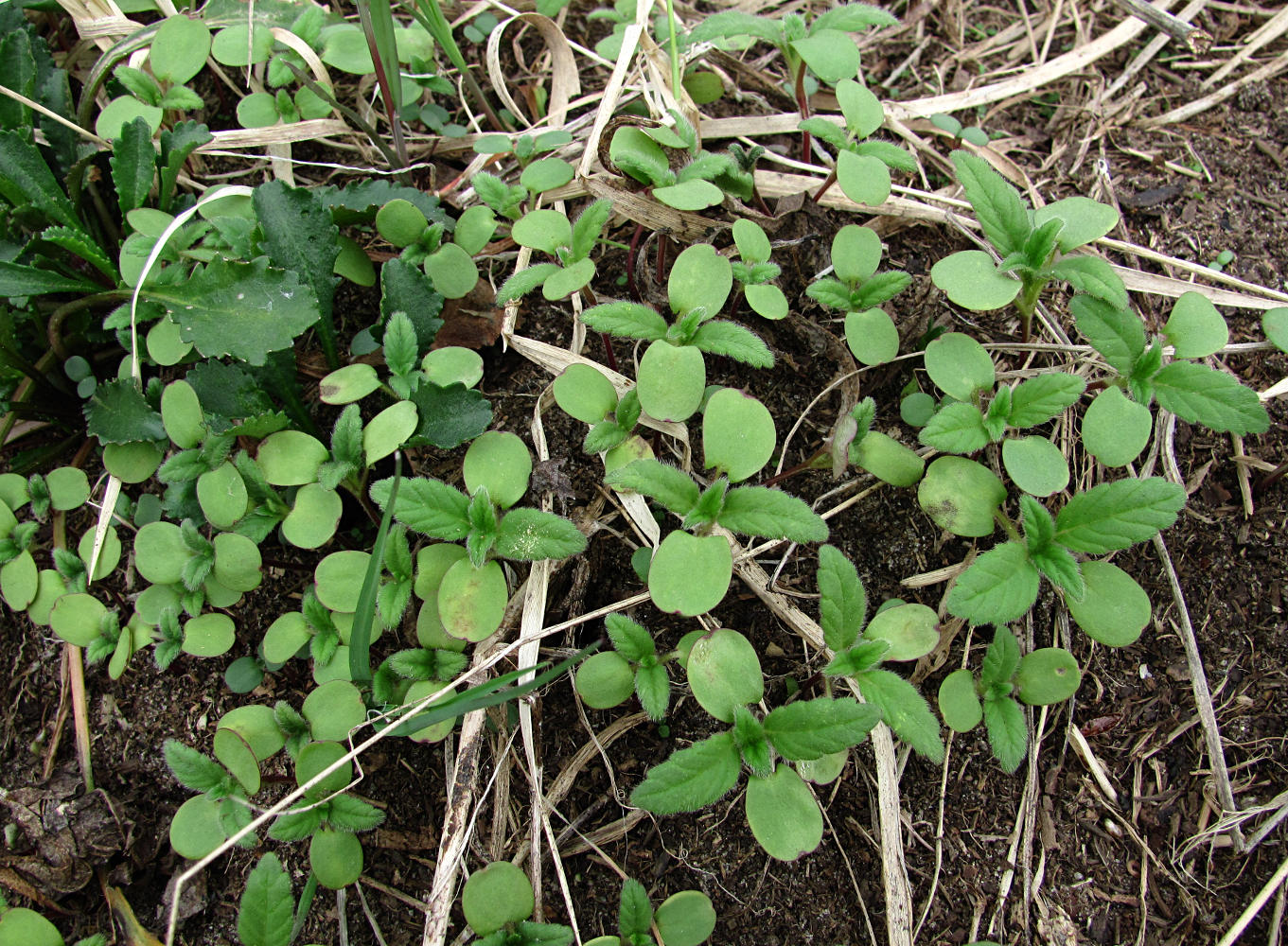 Изображение особи Galeopsis bifida.