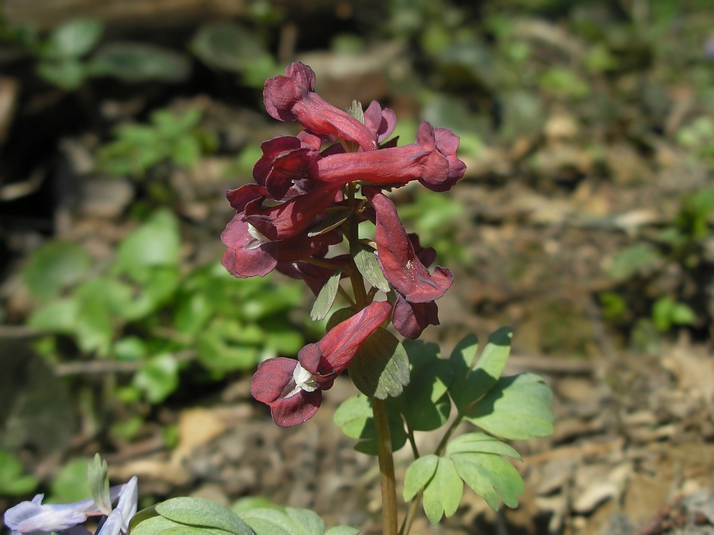 Image of Corydalis solida specimen.