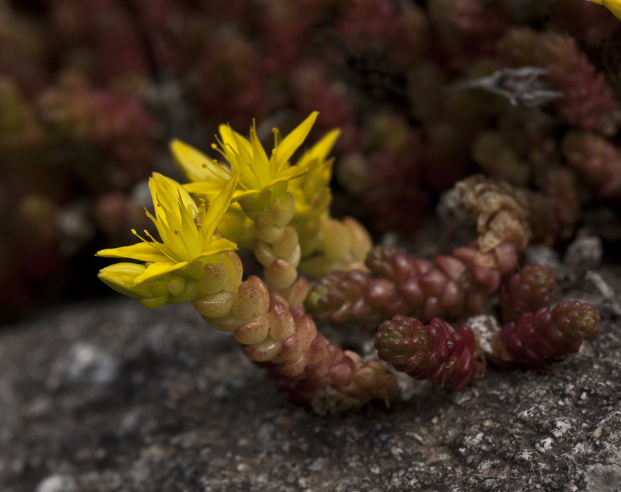 Изображение особи Sedum acre.