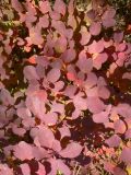 Cotinus coggygria