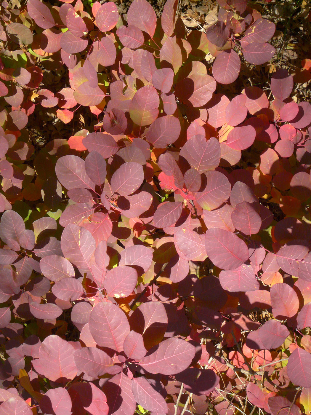 Image of Cotinus coggygria specimen.