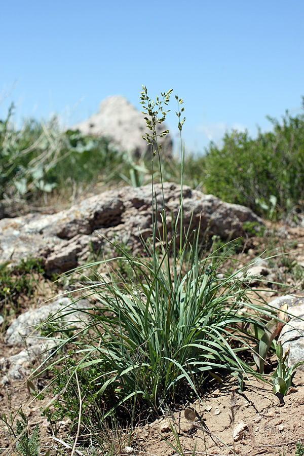 Изображение особи Festuca karatavica.