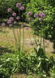 Allium altissimum. Цветущие растения (длина побегов ок. 1,5 м). Краснодарский край, г. Крымск, приусадебный участок. 18.05.2015.