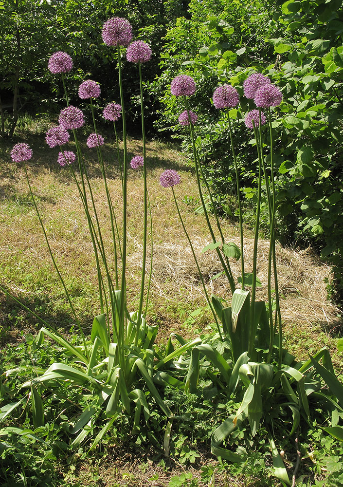 Изображение особи Allium altissimum.