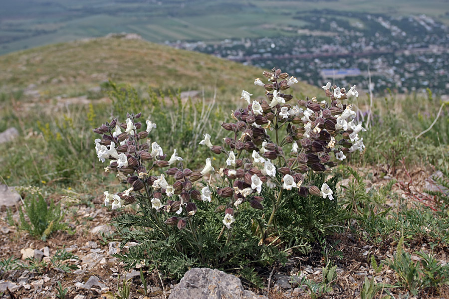 Image of Salvia trautvetteri specimen.